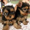 Puppies for sale Germany, Hannover Yorkshire Terrier