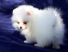 Puppies for sale USA, Florida Pomeranian Spitz