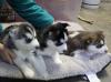 Puppies for sale United Kingdom, Chesterfield Other breed, siberien huski puppy