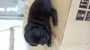 Puppies for sale Greece, Anavissos , French Bulldog/Labrador