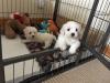 Puppies for sale Greece, Patra Maltese