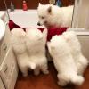 Puppies for sale Sweden, Kalmar Samoyed dog (Samoyed)