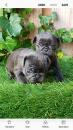 Puppies for sale Ireland, Dublin Pug