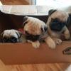 Puppies for sale Belgium, Brussels Pug