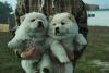 Puppies for sale Spain, Segovia Chow Chow