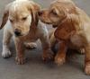 Puppies for sale Poland, Vukov Cocker Spaniel