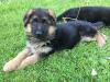 Puppies for sale Spain, Madrid German Dog