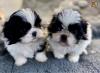 Puppies for sale Armenia, Vanadzor Shih Tzu