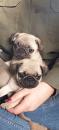 Puppies for sale France, Rouen Pug