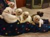 Puppies for sale Italy, Ancona Pug