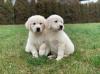 Puppies for sale Lithuania, Pakruoyis Golden Retriever