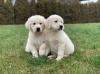 Puppies for sale France, Paris Golden Retriever