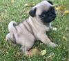 Puppies for sale Portugal, Braga Pug
