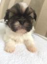 Puppies for sale Moldova, Tiraspol Shih Tzu