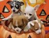 Puppies for sale Poland, Sosnowiec Chihuahua