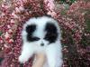 Puppies for sale Italy, Florence Pomeranian Spitz