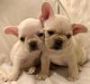 Puppies for sale Austria, Linz French Bulldog