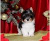 Puppies for sale Belarus, Minsk , Biewer Terrier