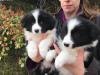 Puppies for sale United Kingdom, Glasgow Border Collie