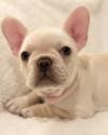 Puppies for sale Belgium, Brussels French Bulldog