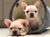 Puppies for sale Belgium, Gant French Bulldog