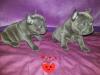Puppies for sale United Kingdom, Belfast French Bulldog