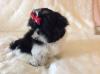 Puppies for sale United Kingdom, Southport Shih Tzu