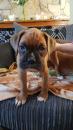 Puppies for sale Germany, Cottbus Boxer