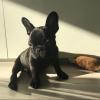 Puppies for sale Russia, Angarsk French Bulldog