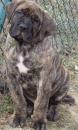 Puppies for sale Slovakia, Brehy , Dogo Canario