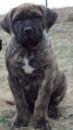 Puppies for sale Slovakia, Brehy , Dogo Canario