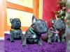 Puppies for sale Germany, Berlin French Bulldog