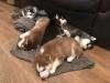 Puppies for sale Greece, Patra Haski