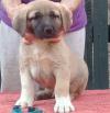 Puppies for sale Greece, Athens Anatolian Shepherd Dog