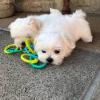 Puppies for sale Greece, Athens Maltese