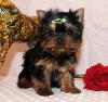 Puppies for sale Belarus, Mogilev Yorkshire Terrier