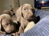 Puppies for sale Germany, Leipzig Weimaraner