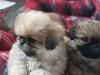 Puppies for sale Cyprus, Paphos Pekinese