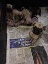 Puppies for sale Uzbekistan, Namangan Pug