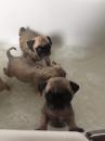 Puppies for sale Lithuania, Gargzdai Pug