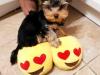 Puppies for sale Greece, Athens Yorkshire Terrier