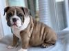 Puppies for sale Estonia, Kohtla-Jarve English Bulldog