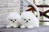 Puppies for sale Spain, Oviedo Pomeranian Spitz