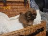 Puppies for sale Germany, Chemnitz Shih Tzu