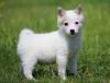 Puppies for sale Greece, Athens Kai, Alaskan klee kai