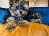 Puppies for sale Cyprus, Larnaca Yorkshire Terrier