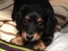 Puppies for sale Hungary, Budapest Dachshund