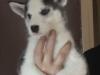 Puppies for sale Sweden, Stockholm Haski