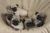 Puppies for sale Slovakia, Ostrava Pug