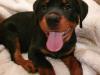 Puppies for sale Netherlands, Voorburg Rottweiler